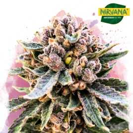 Cherry Blossom CBD Feminized Cannabis Seeds South Africa|NirvanashopSA