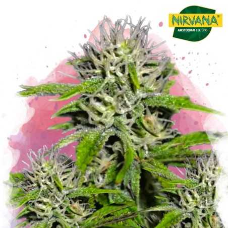 Cherry Wine CBD Feminized Cannabis Seeds South Africa | Nirvanashop SA