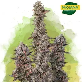 Blue Mystic Autoflower Cannabis Seeds In South Africa | Nirvanashop SA