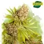 AK-48 Autoflower Cannabis Seeds In South Africa | Nirvanashop SA