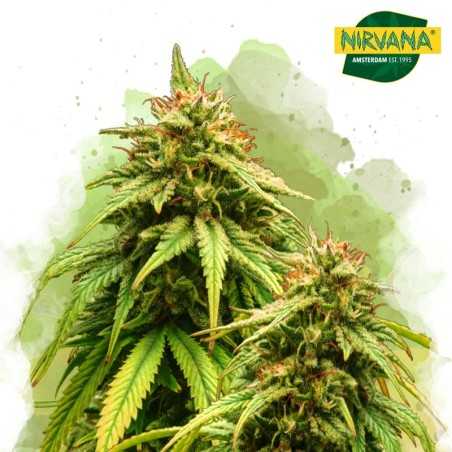 Amnesia Haze Autoflower Cannabis Seeds In South Africa |Nirvanashop SA