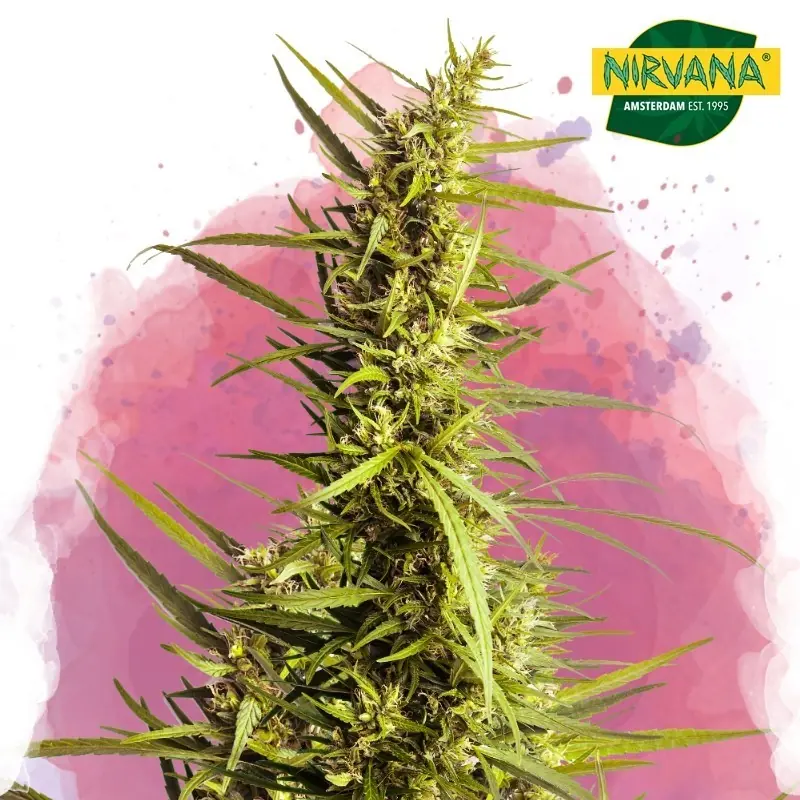 Nirvana AK48 Feminized Cannabis Seeds - High-Quality Strains
