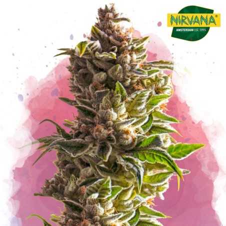 Aurora Indica Feminized Cannabis Seeds In South Africa |Nirvanashop SA