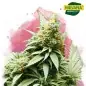 Big Bud Feminized Cannabis Seeds In South Africa | Nirvanashop SA