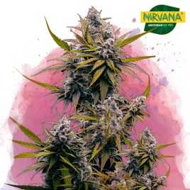 Black Jack Feminized Cannabis Seeds In South Africa | Nirvanashop SA