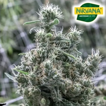 Cannatonic Seeds | Cannatonic CBD Feminized | Nirvanashop SA