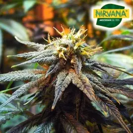 Mango Skunk Feminized Cannabis Seeds In South Africa | Nirvanashop SA