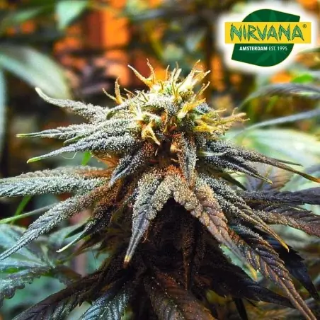 Mango Skunk Feminized Cannabis Seeds In South Africa | Nirvanashop SA