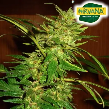 Swiss Cheese Autoflower Cannabis Seeds South Africa | Nirvanashop SA