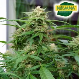 White Rhino Feminized Cannabis Seeds In South Africa | Nirvanashop SA