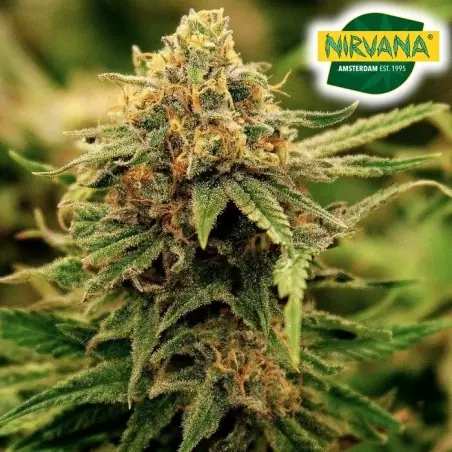 Critical CBD Feminized Cannabis Seeds South Africa | Nirvanashop SA