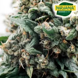 Twenty Four Feminized Cannabis Seeds South Africa | Nirvanashop SA