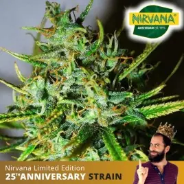 Top 44 Feminized Cannabis|Marijuana Seeds South Africa |Nirvanashop SA