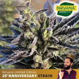 Buy K2 Feminized Marijuana|Cannabis Seeds South Africa |Nirvanashop SA