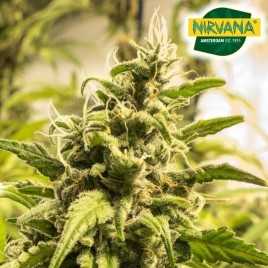 Somango XXL Autoflower Marijuana Seeds South Africa | Nirvanashop SA