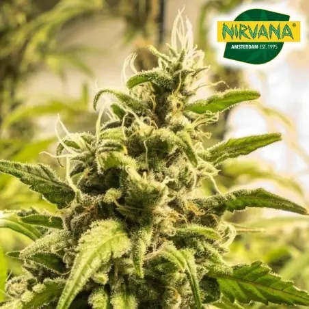 Somango XXL Autoflower Marijuana Seeds South Africa | Nirvanashop SA