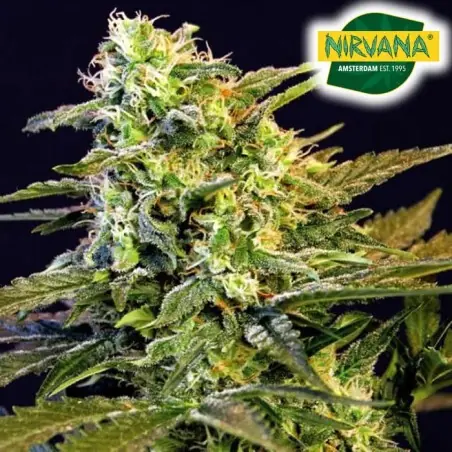 Mamba Negra Feminized Cannabis Seeds South Africa | Nirvanashop SA