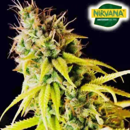 Pepita Malaya Feminized Marijuana Seeds South Africa | Nirvanashop SA