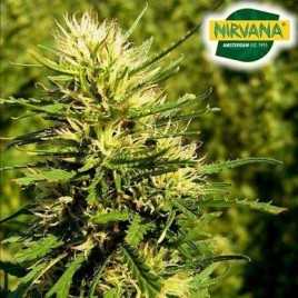 Super Skunk Autoflower Cannabis Seeds In South Africa | Nirvanashop SA