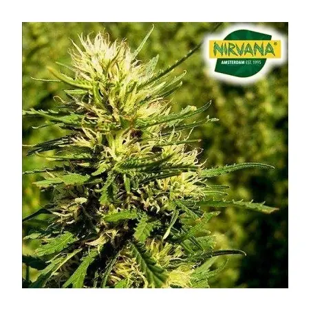 Super Skunk Autoflower Cannabis Seeds In South Africa | Nirvanashop SA