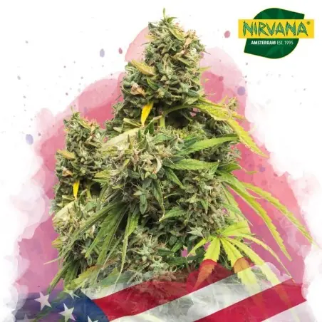 5 Alive Feminized Cannabis Seeds South Africa | Nirvanashop SA