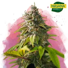 Amnesia Haze Feminized Cannabis Seeds In South Africa | Nirvanashop SA