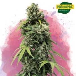 Black Widow Feminized Cannabis Seeds South Africa | Nirvanashop SA