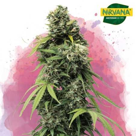 Black Widow Feminized Cannabis Seeds South Africa | Nirvanashop SA