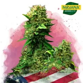 Nirvana Blue Dream Feminized Cannabis Seeds - Premium Strain