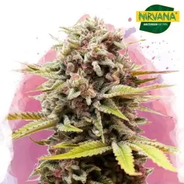 Nirvana Bubblelicious Feminized Cannabis Seeds - Sweet & Potent Strain