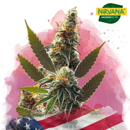 California Orange Bud Feminized Seeds South Africa | Nirvanashop SA