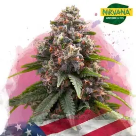 Buy Candy Kush Feminized Cannabis Seeds South Africa | Nirvanashop SA