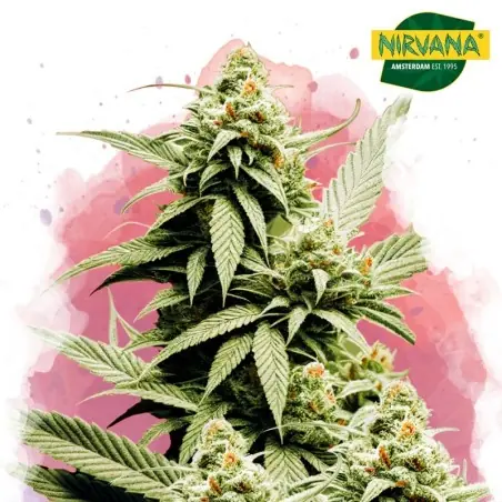 Cement Shoes Feminized Cannabis Seeds South Africa | Nirvanashop SA