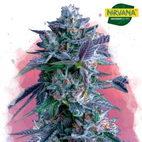 Chocolope Feminized Cannabis Seeds South Africa | Nirvanashop SA