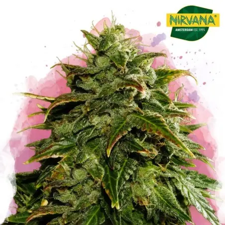 Cookies Cream Feminized Cannabis Seeds South Africa | Nirvanashop SA