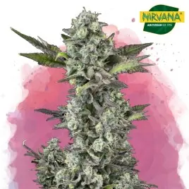 Critical Feminized Cannabis Seeds South Africa | Nirvanashop SA