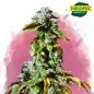 Durban Poison Cannabis | Marijuana Seeds South Africa | Nirvanashop SA