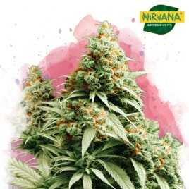 Exodus Cheese Feminized Marijuana Seeds South Africa | Nirvanashop SA