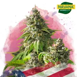 Girl Scout Cookies Feminized Cannabis Seeds South Africa | Nirvanashop