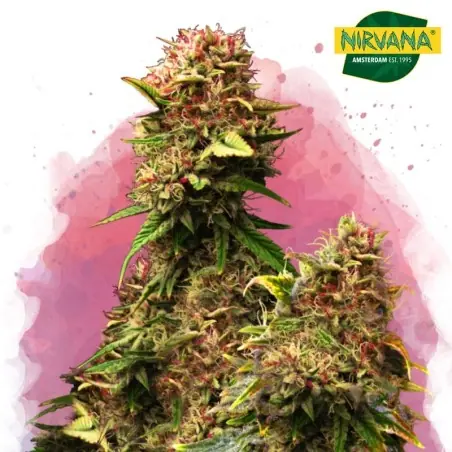 Granddaddy Purple Feminized Cannabis Seeds South Africa|Nirvanashop SA