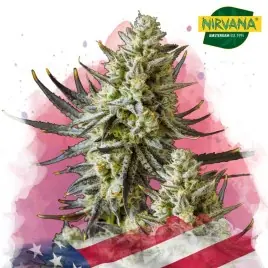 Grease Monkey Feminized Marijuana Seeds South Africa | Nirvanashop SA