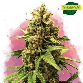 Great White Shark Feminized Cannabis Seeds South Africa | Nirvanashop