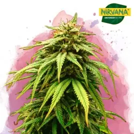 Green Crack Feminized Cannabis Seeds South Africa | Nirvanashop SA