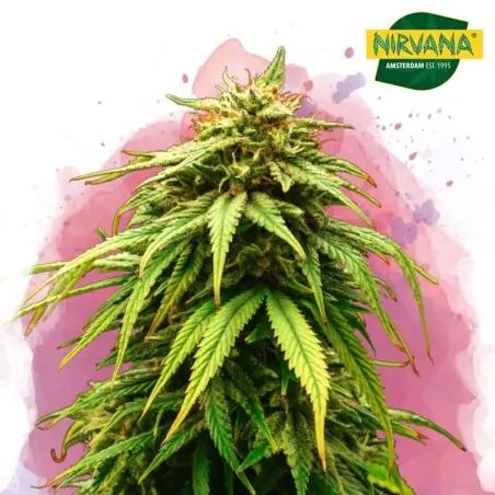 Green Crack Feminized Cannabis Seeds South Africa | Nirvanashop SA