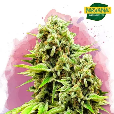 Green Poison Feminized Marijuana Seeds South Africa | Nirvanashop SA