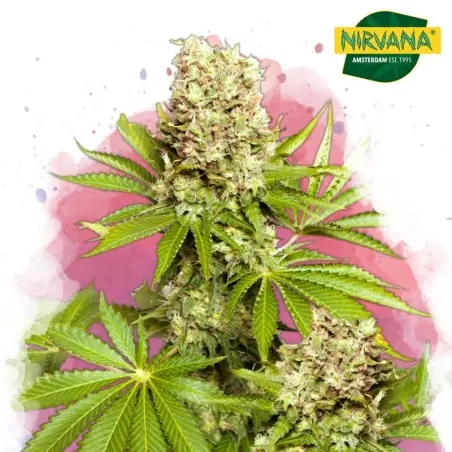 Hawaii Maui Waui Feminized Cannabis Seeds South Africa |Nirvanashop SA