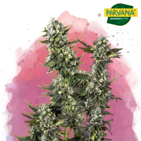 Hindu Kush Feminized Marijuana Seeds South Africa | Nirvanashop SA