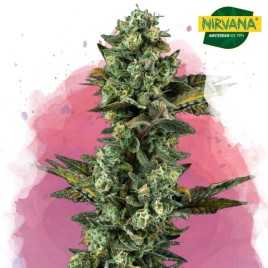 Ice Feminized Marijuana | Cannabis Seeds South Africa | Nirvanashop SA