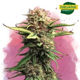 Nirvana Jock Horror Feminized Cannabis Seeds - High Yield & Potency