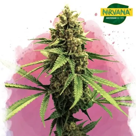 Lemon OG Haze Feminized Cannabis Seeds South Africa | Nirvanashop SA